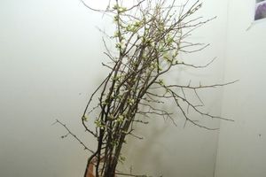 BR. CHAENOMELES SUPERBA BLANC 50